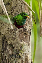 White-tipped Quetzal (Pharomachrus fulgidus) emerging from nest cavity, Colombia