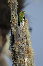 Santa Marta Parakeet (Pyrrhura viridicata) on lichen-covered snag, Colombia