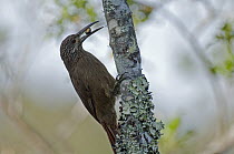 Strong-billed Woodcreeper (Xiphocolaptes promeropirhynchus) feeding, Colombia