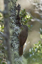 Strong-billed Woodcreeper (Xiphocolaptes promeropirhynchus) on licen-covered snag, Colombia