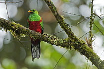 White-tipped Quetzal (Pharomachrus fulgidus), Colombia