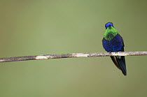Violet-crowned Woodnymph (Thalurania colombica) hummingbird male, Colombia