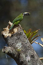 Emerald Toucanet (Aulacorhynchus prasinus) feeding on fruit, Colombia