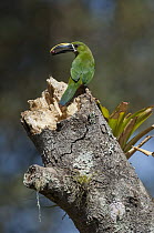 Emerald Toucanet (Aulacorhynchus prasinus) feeding on fruit, Colombia