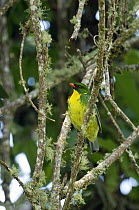 Golden-breasted Fruiteater (Pipreola aureopectus) male, Colombia