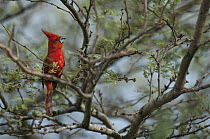 Vermilion Cardinal (Cardinalis phoeniceus) male, Colombia