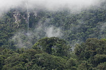 Cloud forest on eastern slopes of Andes, Ecuador