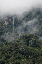Cloud forest on the eastern slopes of Andes, Ecuador