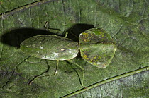 Praying Mantis (Choeradodis sp) camouflaged on leaf, Ecuador
