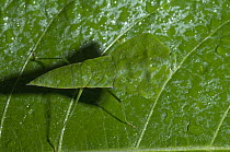 Praying Mantis (Choeradodis sp) mimicking leaf, Ecuador