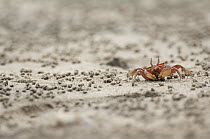 Ghost Crab (Ocypode sp) on beach surrounded by sand pellets which are by-products from the crab's feeding, Ecuador