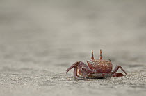 Ghost Crab (Ocypode sp) on beach, Ecuador