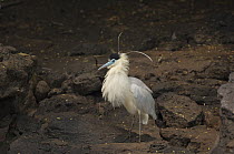 Capped Heron (Pilherodius pileatus), Peru