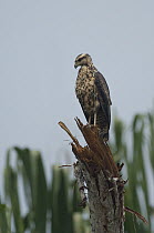 Great Black Hawk (Buteogallus urubitinga) juvenile, Peru