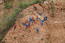 Scarlet Macaw (Ara macao) and Blue and Yellow Macaw (Ara ararauna) flock at clay lick, Peru