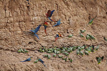 Scarlet Macaw (Ara macao), Blue and Yellow Macaw (Ara ararauna) and Mealy Parrot (Amazona farinosa) flock at clay lick, Peru