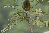 Swallow Tanager (Tersina viridis) male, Peru