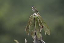 Rufous-collared Sparrow (Zonotrichia capensis) singing, Peru