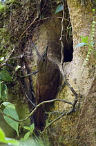 Long-tailed Woodcreeper (Deconychura longicauda) at entrance to nest cavity, Ecuador