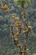 Bromeliad (Tillandsia sp) epiphytes growing on rainforest tree, Ecuador
