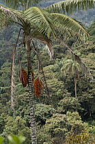 Andean Wax Palm (Ceroxylon quindiuense) fruiting, Colombia