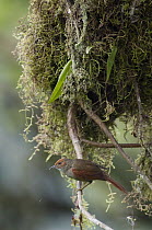 Red-faced Spinetail (Cranioleuca erythrops), Ecuador