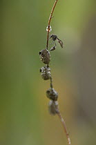 Wasp (Pirhosigma sp) near mud nests, Ecuador