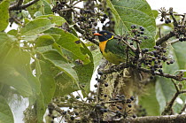 Orange-breasted Fruiteater (Pipreola jucunda) male, Ecuador
