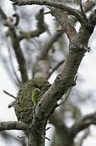 Pacific Parrotlet (Forpus coelestis) female peeking out of nest, Peru