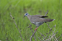 Pacific Dove (Zenaida meloda), Peru