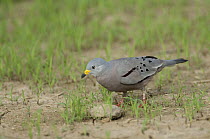 Croaking Ground-Dove (Columbina cruziana), Peru