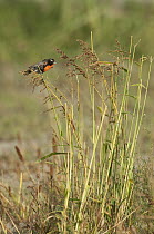 Peruvian Meadowlark (Sturnella bellicosa) male perching on reeds, Peru
