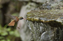 Amazilia Hummingbird (Amazilia amazilia) drinking water while hovering, Peru