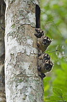 Spix's Night Monkey (Aotus vociferans) group looking out of tree hole, Amazon, Ecuador