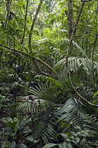 Palms and lianas in forest interior, Amazon, Ecuador