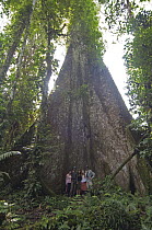 Cockspur Coral Tree (Erythrina crista-galli) with tourists, Ecuador