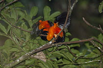 Andean Cock-of-the-rock (Rupicola peruvianus) males displaying, Ecuador