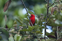 Scarlet Tanager (Piranga olivacea) male, Colombia