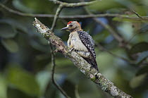 Red-crowned Woodpecker (Melanerpes rubricapillus) male, Colombia
