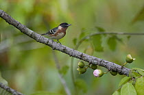 Bay-breasted Warbler (Setophaga castanea) male, Colombia