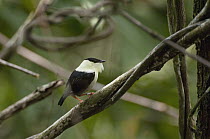 White-bearded Manakin (Manacus manacus) male, Colombia