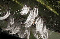 Soft Scale Insect (Coccidae) group, Ecuador