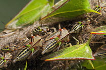 Treehopper (Alchisme sp) adults with nymphs, Ecuador