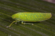 Leafhopper (Cicadellidae), Ecuador