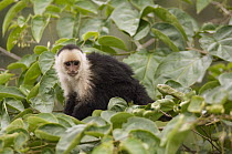 White-faced Capuchin (Cebus capucinus), Ecuador
