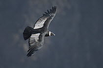 Andean Condor (Vultur gryphus) female flying, Ecuador