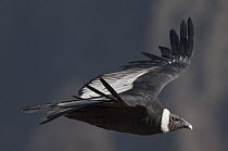 Andean Condor (Vultur gryphus) female flying, Ecuador