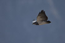 Black-chested Buzzard-Eagle (Geranoaetus melanoleucus) flying, Ecuador