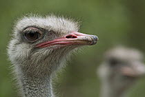 Ostrich (Struthio camelus) portrait, Ecuador