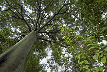 Kapok (Ceiba trichistandra) tree, Ecuador